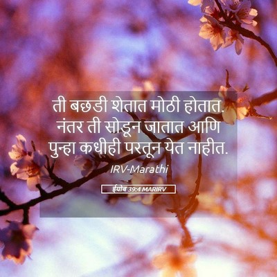 Picture 05 - ईयोब 39:4 MARIRV - ती बछडी शेतात मोठी - Bible Verse Picture