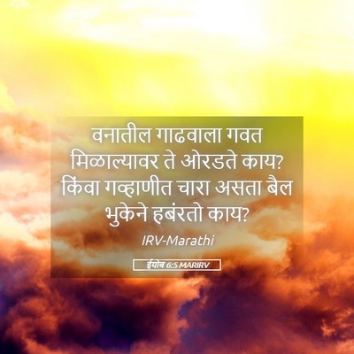 Picture 05 - ईयोब 6:5 MARIRV - वनातील गाढवाला - Bible Verse Picture