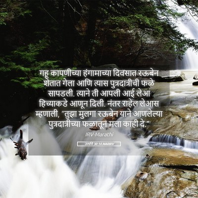 Picture 05 - उत्पत्ति 30:14 MARIRV - गहू कापणीच्या - Bible Verse Picture