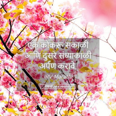 Picture 05 - गणना 28:4 MARIRV - एक कोकरू सकाळी आणि - Bible Verse Picture