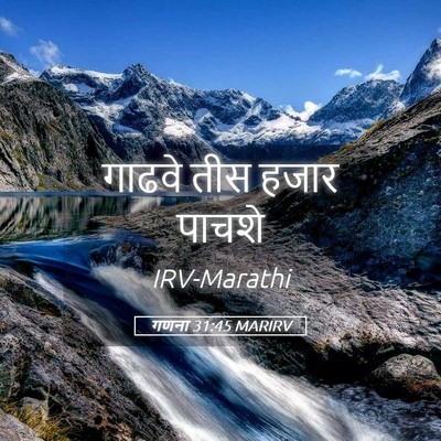 Picture 05 - गणना 31:45 MARIRV - गाढवे तीस हजार - Bible Verse Picture