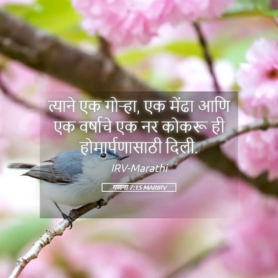 Picture 05 - गणना 7:15 MARIRV - त्याने एक गोऱ्हा, - Bible Verse Picture