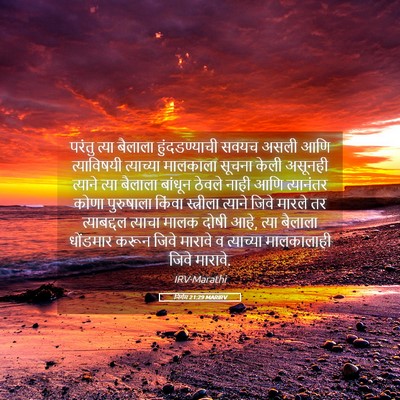Picture 05 - निर्गम 21:29 MARIRV - परंतु त्या बैलाला - Bible Verse Picture