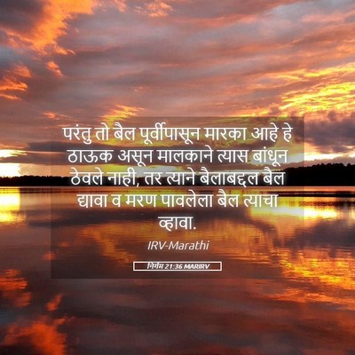 Picture 05 - निर्गम 21:36 MARIRV - परंतु तो बैल - Bible Verse Picture
