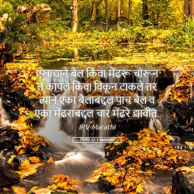 Picture 05 - निर्गम 22:1 MARIRV - एखाद्याने बैल - Bible Verse Picture