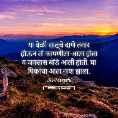 Picture 05 - निर्गम 9:31 MARIRV - या वेळी सातूचे - Bible Verse Picture