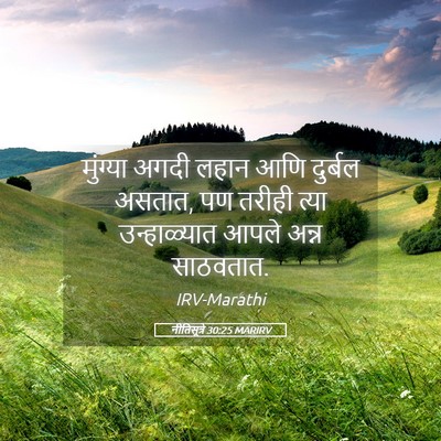 Picture 05 - नीतिसूत्रे 30:25 MARIRV - मुंग्या अगदी लहान - Bible Verse Picture