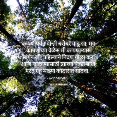 Picture 05 - मत्तय 13:30 MARIRV - कापणीपर्यंत - Bible Verse Picture