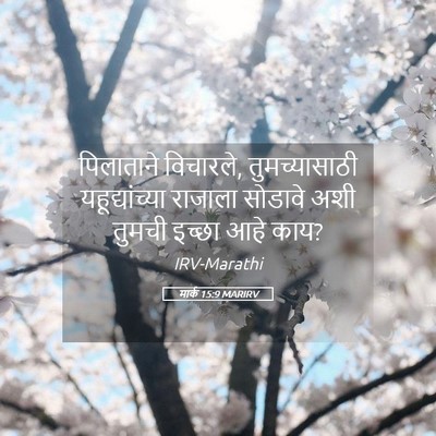 Picture 05 - मार्क 15:9 MARIRV - पिलाताने विचारले, - Bible Verse Picture