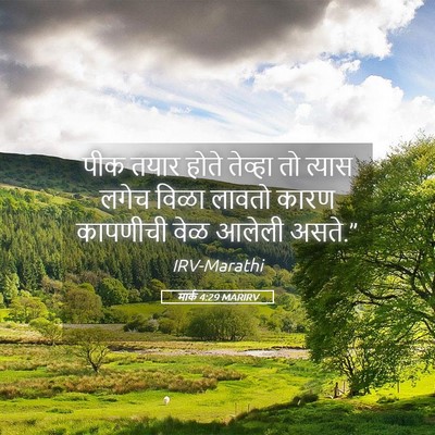 Picture 05 - मार्क 4:29 MARIRV - पीक तयार होते - Bible Verse Picture