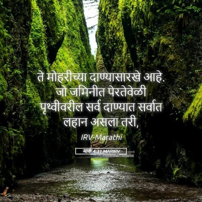 Picture 05 - मार्क 4:31 MARIRV - ते मोहरीच्या - Bible Verse Picture