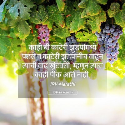 Picture 05 - मार्क 4:7 MARIRV - काही बी काटेरी - Bible Verse Picture