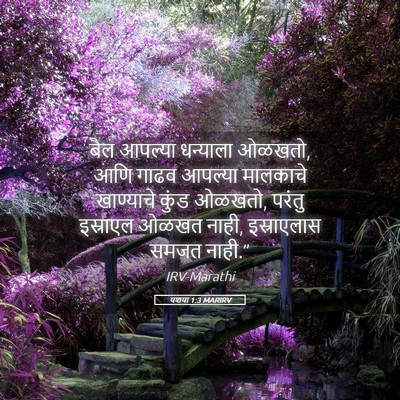 Picture 05 - यशया 1:3 MARIRV - बैल आपल्या - Bible Verse Picture