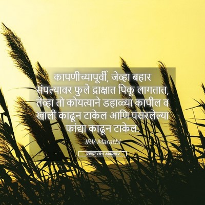 Picture 05 - यशया 18:5 MARIRV - कापणीच्यापूर्वी, - Bible Verse Picture