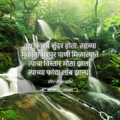 Picture 05 - यहेज्केल 31:7 MARIRV - वृक्ष फारच सुंदर - Bible Verse Picture