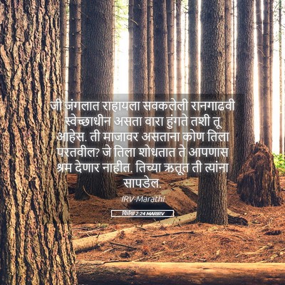 Picture 05 - यिर्मया 2:24 MARIRV - जी जंगलात राहायला - Bible Verse Picture