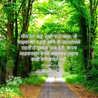Picture 05 - योहान 15:5 MARIRV - मीच वेल आहे, तुम्ही - Bible Verse Picture