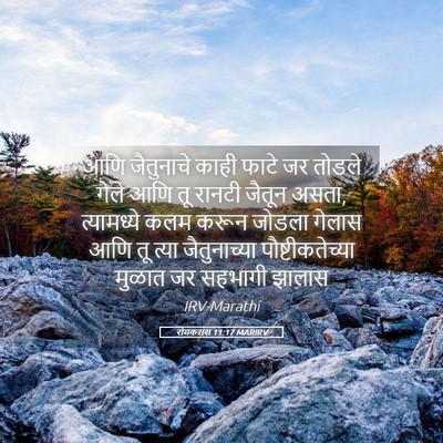 Picture 05 - रोमकरांस 11:17 MARIRV - आणि जैतुनाचे काही - Bible Verse Picture