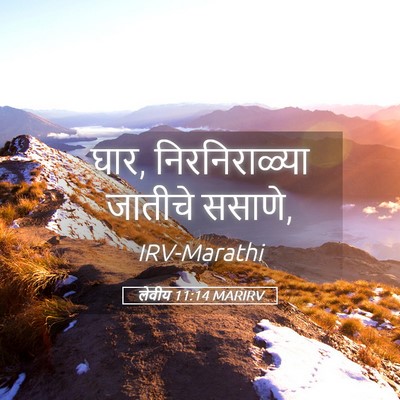 Picture 05 - लेवीय 11:14 MARIRV - घार, निरनिराळ्या - Bible Verse Picture