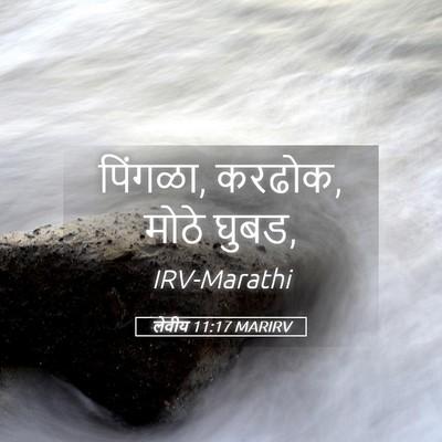 Picture 05 - लेवीय 11:17 MARIRV - पिंगळा, करढोक, मोठे - Bible Verse Picture