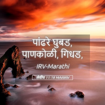 Picture 05 - लेवीय 11:18 MARIRV - पांढरे घुबड, - Bible Verse Picture