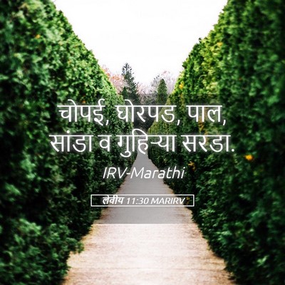 Picture 05 - लेवीय 11:30 MARIRV - चोपई, घोरपड, पाल, - Bible Verse Picture
