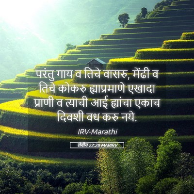 Picture 05 - लेवीय 22:28 MARIRV - परंतु गाय व तिचे - Bible Verse Picture