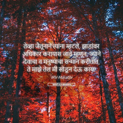 Picture 05 - शास्ते 9:9 MARIRV - तेव्हा जैतूनाने - Bible Verse Picture