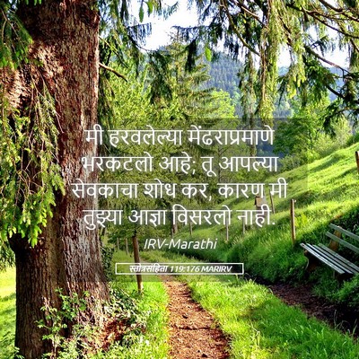 Picture 05 - स्तोत्रसंहिता 119:176 MARIRV - मी हरवलेल्या - Bible Verse Picture