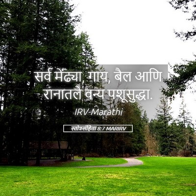 Picture 05 - स्तोत्रसंहिता 8:7 MARIRV - सर्व मेंढ्या, गाय, - Bible Verse Picture
