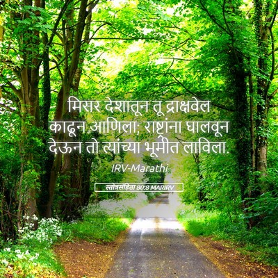 Picture 05 - स्तोत्रसंहिता 80:8 MARIRV - मिसर देशातून तू - Bible Verse Picture