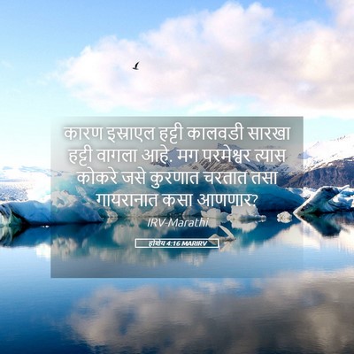 Picture 05 - होशेय 4:16 MARIRV - कारण इस्राएल - Bible Verse Picture