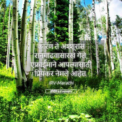Picture 05 - होशेय 8:9 MARIRV - कारण ते अश्शूरास - Bible Verse Picture