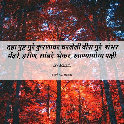 Picture 06 - 1 राजे 4:23 MARIRV - दहा पुष्ट गुरे - Bible Verse Picture
