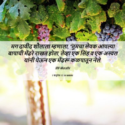 Picture 06 - 1 शमुवेल 17:34 MARIRV - मग दावीद शौलाला - Bible Verse Picture