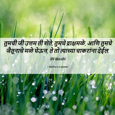 Picture 06 - 1 शमुवेल 8:14 MARIRV - तुमची जी उत्तम ती - Bible Verse Picture