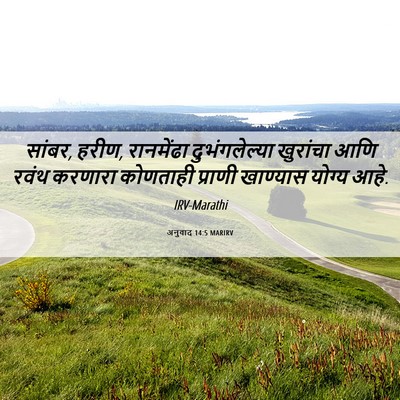Picture 06 - अनुवाद 14:5 MARIRV - सांबर, हरीण, - Bible Verse Picture