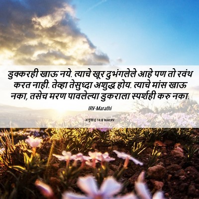 Picture 06 - अनुवाद 14:8 MARIRV - डुक्करही खाऊ नये. - Bible Verse Picture