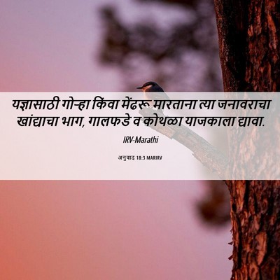 Picture 06 - अनुवाद 18:3 MARIRV - यज्ञासाठी गोऱ्हा - Bible Verse Picture