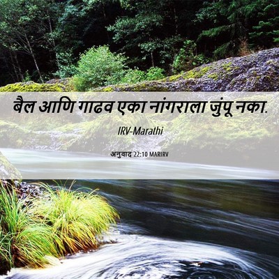 Picture 06 - अनुवाद 22:10 MARIRV - बैल आणि गाढव एका - Bible Verse Picture