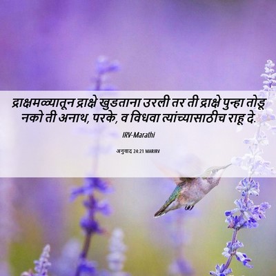 Picture 06 - अनुवाद 24:21 MARIRV - द्राक्षमळ्यातून - Bible Verse Picture