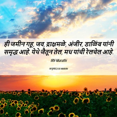 Picture 06 - अनुवाद 8:8 MARIRV - ही जमीन गहू, जव, - Bible Verse Picture