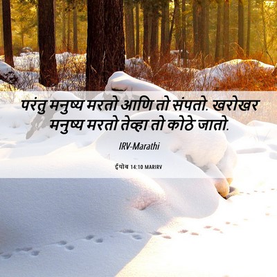Picture 06 - ईयोब 14:10 MARIRV - परंतु मनुष्य मरतो - Bible Verse Picture