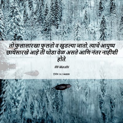 Picture 06 - ईयोब 14:2 MARIRV - तो फुलासारखा - Bible Verse Picture