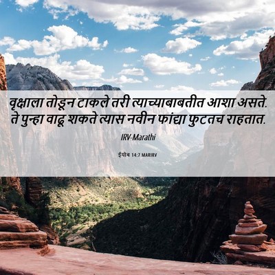 Picture 06 - ईयोब 14:7 MARIRV - वृक्षाला तोडून - Bible Verse Picture