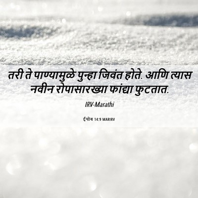 Picture 06 - ईयोब 14:9 MARIRV - तरी ते पाण्यामुळे - Bible Verse Picture