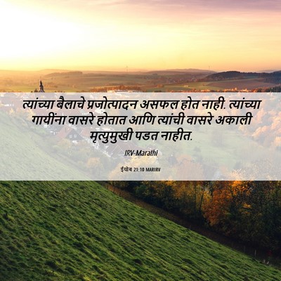 Picture 06 - ईयोब 21:10 MARIRV - त्यांच्या बैलाचे - Bible Verse Picture