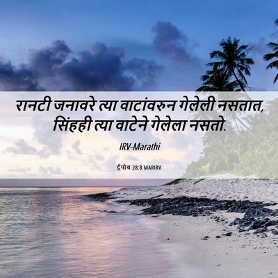 Picture 06 - ईयोब 28:8 MARIRV - रानटी जनावरे त्या - Bible Verse Picture