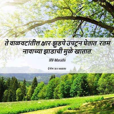 Picture 06 - ईयोब 30:4 MARIRV - ते वाळवटांतील - Bible Verse Picture