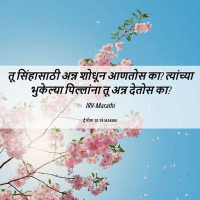 Picture 06 - ईयोब 38:39 MARIRV - तू सिंहासाठी अन्न - Bible Verse Picture